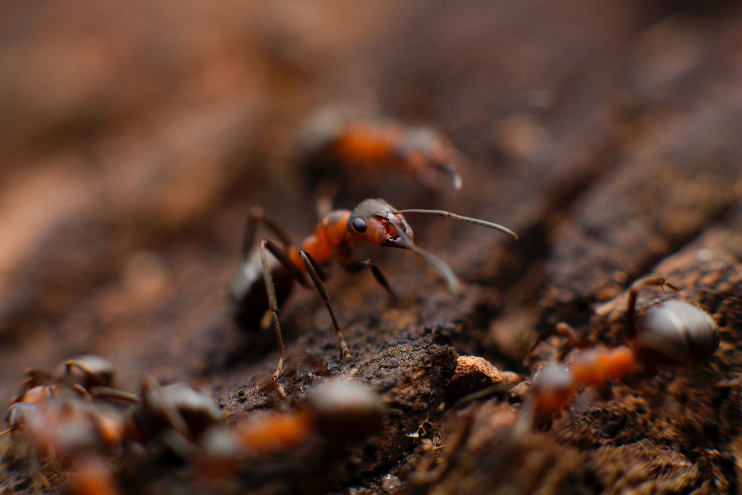 Pest Control | Ant Control | New Braunfels