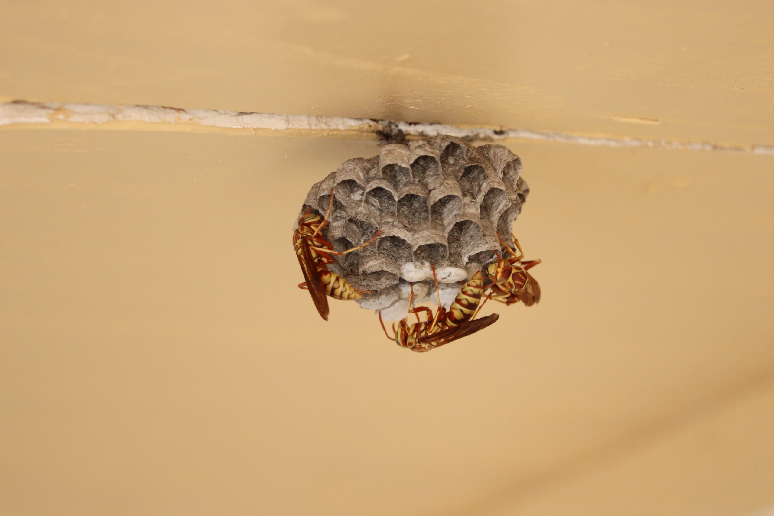 Exterminator | Chrysalis Pest Management | New Braunfels