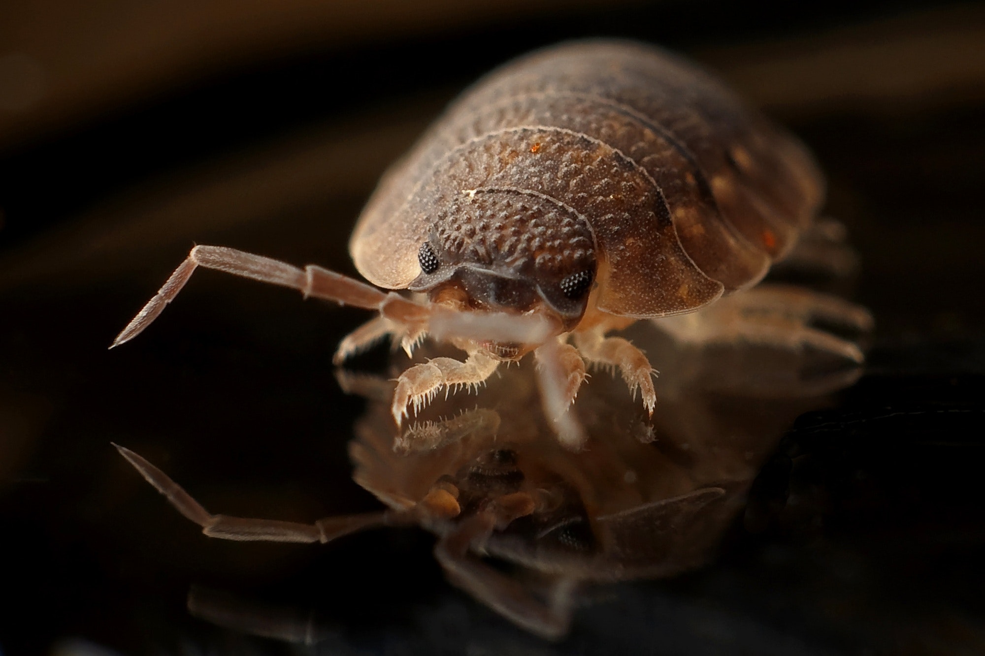 Bed Bugs | Chrysalis Pest Management | New Braunfels