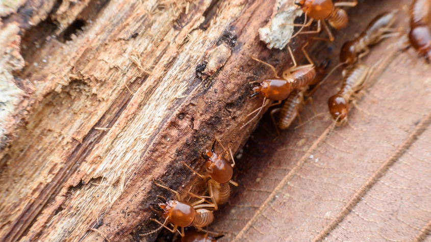 termite control | New Braunfels | Pest control