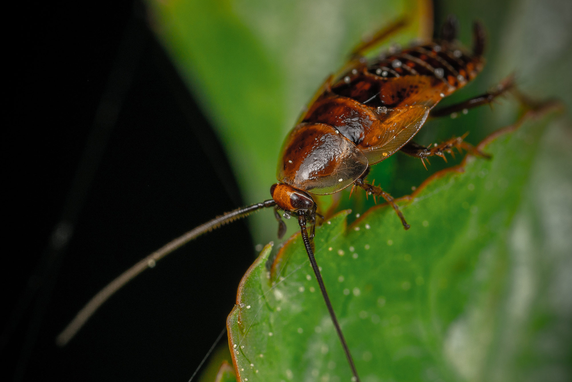 Roaches | Pest Control | New Braunfels