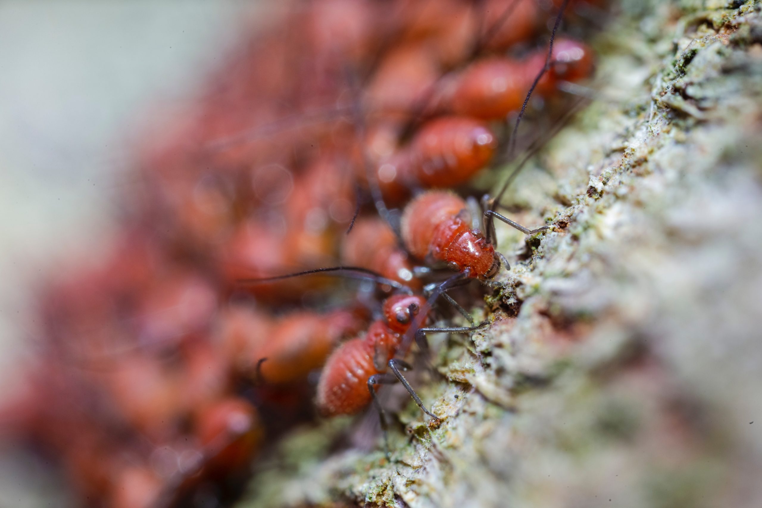 Termites | New Braunfels | Pest Control