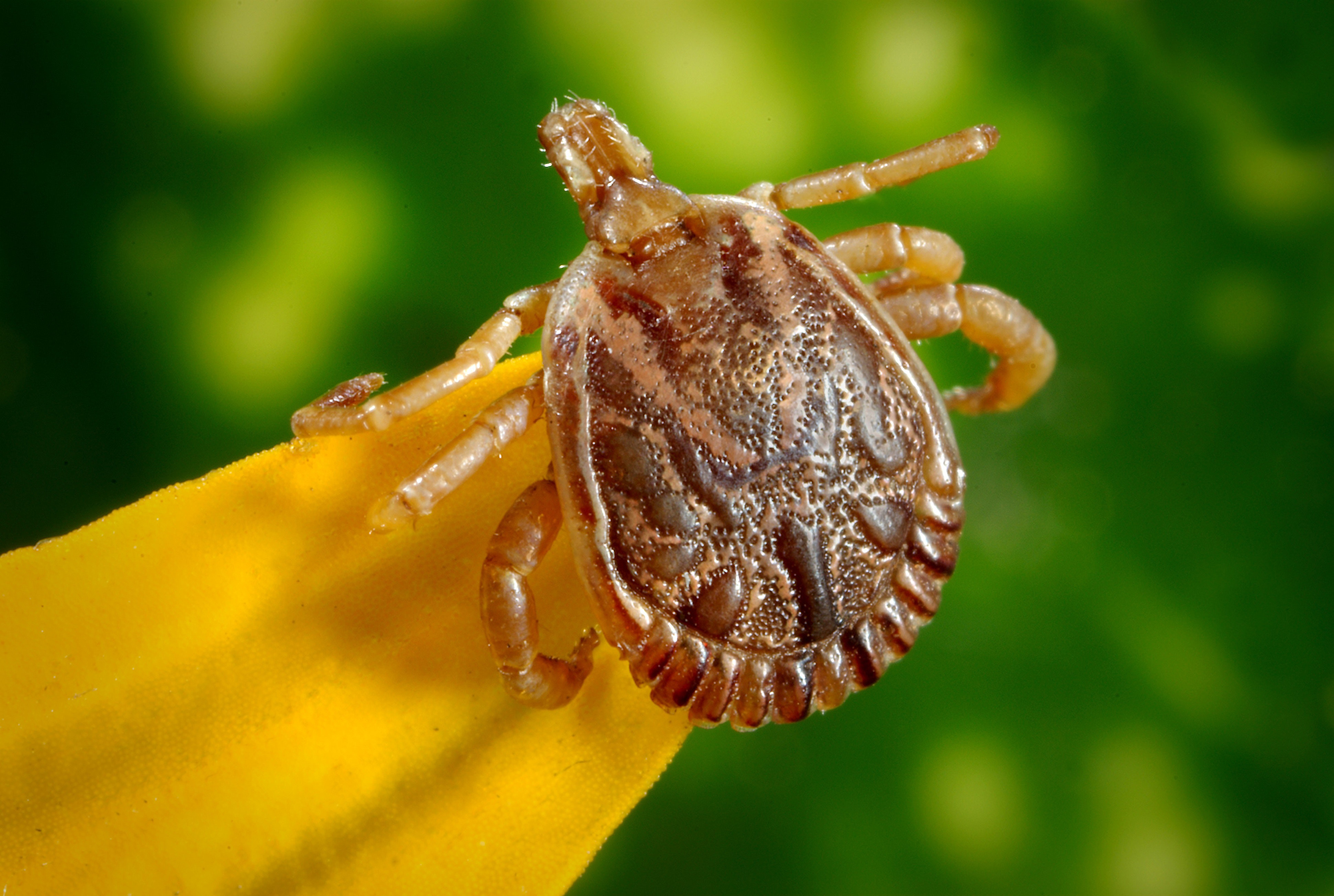 Fleas & Ticks | New Braunfels | Pest Control