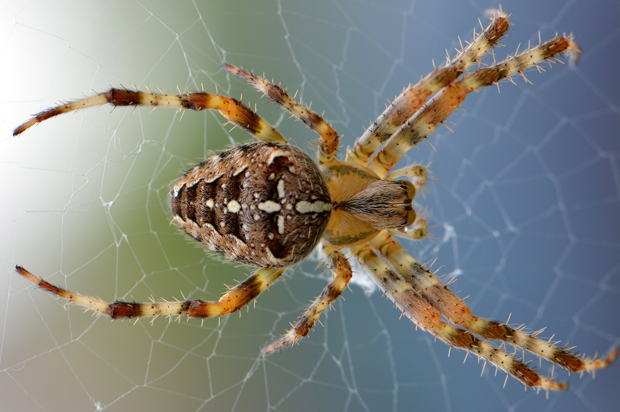 Spiders & Scorpions | Pest Control | New Braunfels